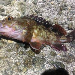 アコウの代わりにガシラです。