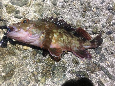 アコウの代わりにガシラです。