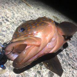 まぼろしの魚では無かった！