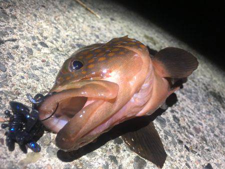 まぼろしの魚では無かった！