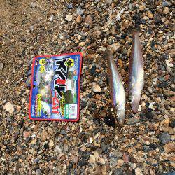 安定のコウイカ。