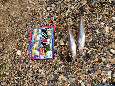 安定のコウイカ。