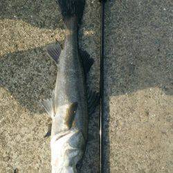 ライトゲームでのシーバス