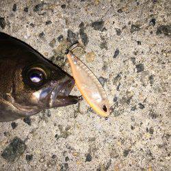 ＴＯＰでパコッと!!