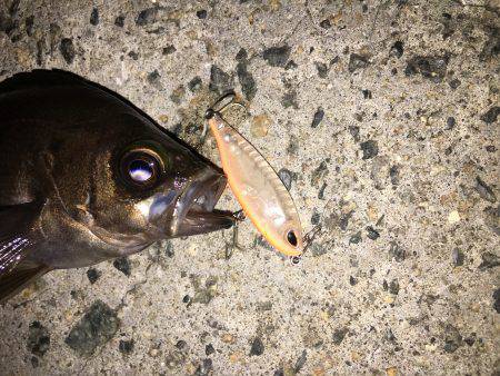 ＴＯＰでパコッと!!