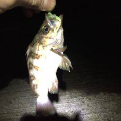 久しぶりの淡路島!アジ見つからず(~_~;)