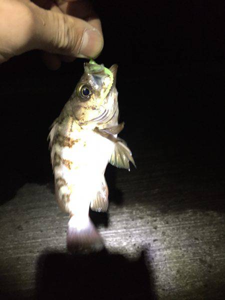 久しぶりの淡路島!アジ見つからず(~_~;)