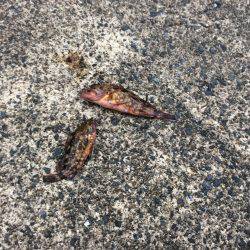 阿蘇海砂物祭り