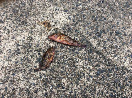 阿蘇海砂物祭り