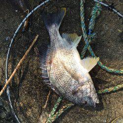 ライトタックルキビレゲーム