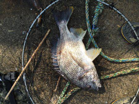 ライトタックルキビレゲーム