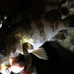 短時間プチ爆釣アジング♪