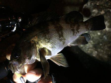 短時間プチ爆釣アジング♪