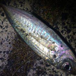 メバル&アジ調査