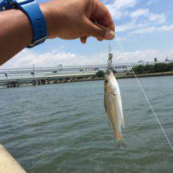 ベイビーセイゴ