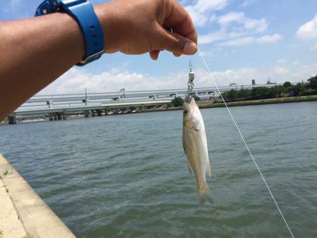 ベイビーセイゴ