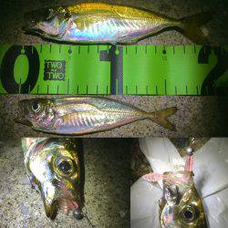 豆・小・中 アジング!