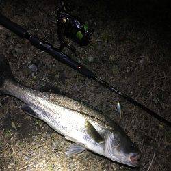 小規模河川シーバス