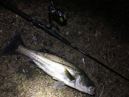 小規模河川シーバス