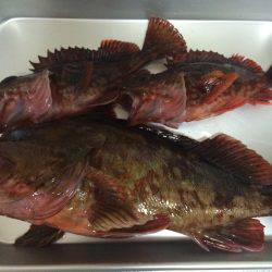 日本海アコウ探しの旅(不発)