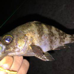 エギングのちガシリングのちメバリング