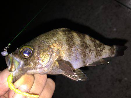 エギングのちガシリングのちメバリング