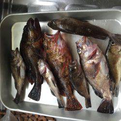 アコウ狙いのはずが…