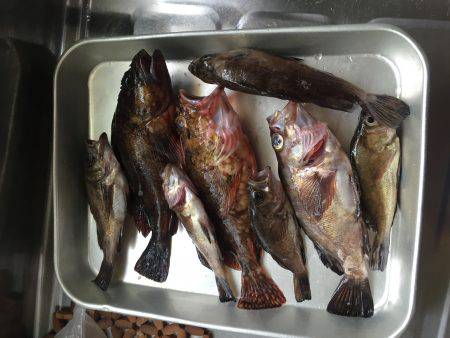 アコウ狙いのはずが…