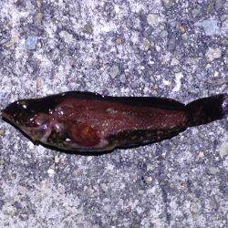 短時間メバリング！