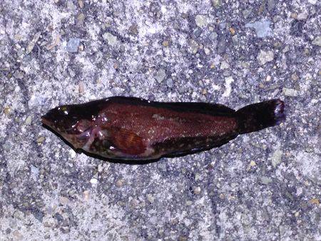 短時間メバリング！