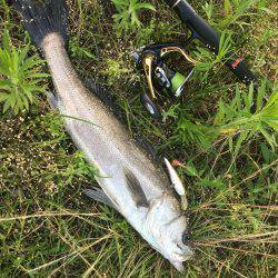 増水パターンシーバス？