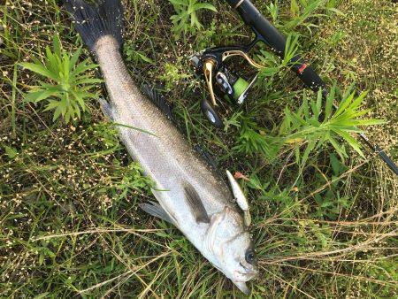 増水パターンシーバス？