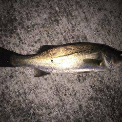 バチパターンシーバス狙いでチヌ！