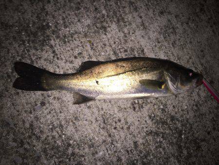 バチパターンシーバス狙いでチヌ！