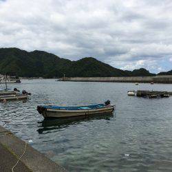 アオリイカ調査