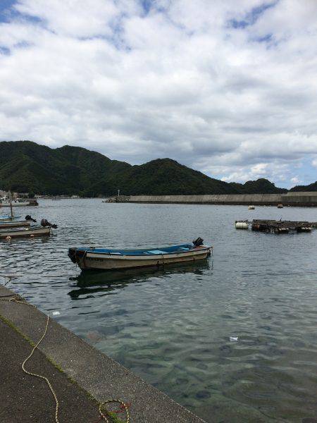 アオリイカ調査