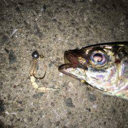 久しぶりのアジ