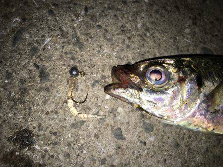 久しぶりのアジ