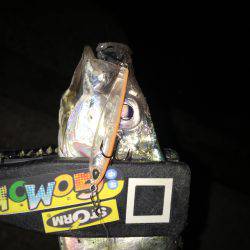 プラッキング アジ