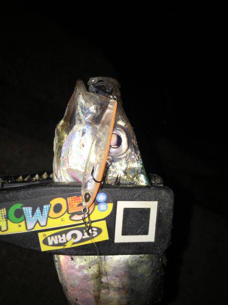 プラッキング アジ