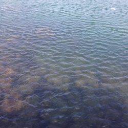 魚種豊富な淡路島