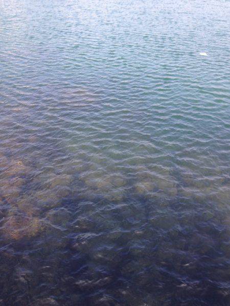 魚種豊富な淡路島