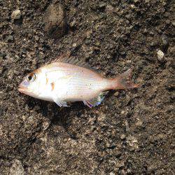 キスリベンジならず…