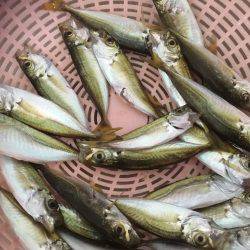 豆アジ、ウマヅラ釣り