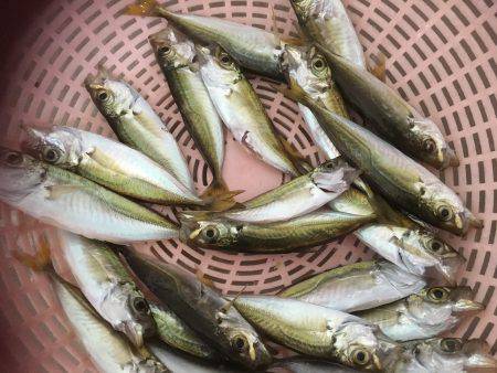 豆アジ、ウマヅラ釣り