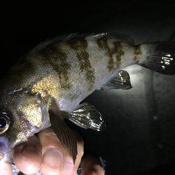 テトラ際はボウズなし！