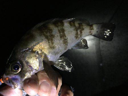 テトラ際はボウズなし！