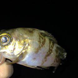 豆サバのちチビメバル