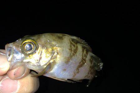 豆サバのちチビメバル