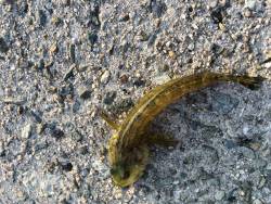 姫路でフラット探し